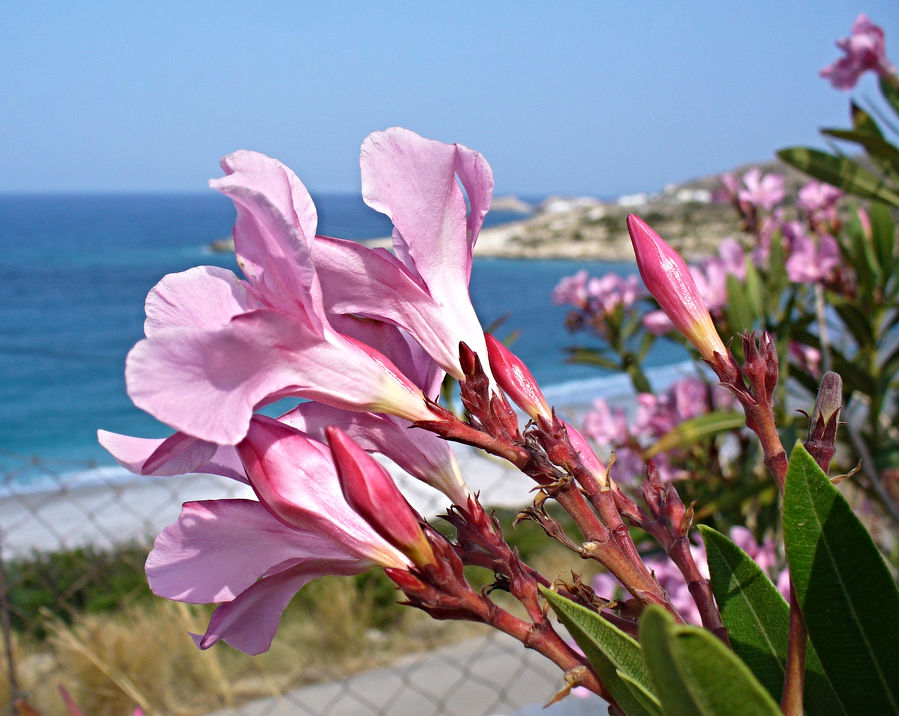 Divoké rostlinstvo řeckých ostrovů