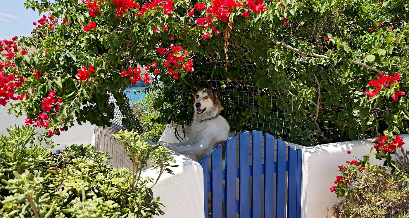 Pes s modrou brankou a květinami