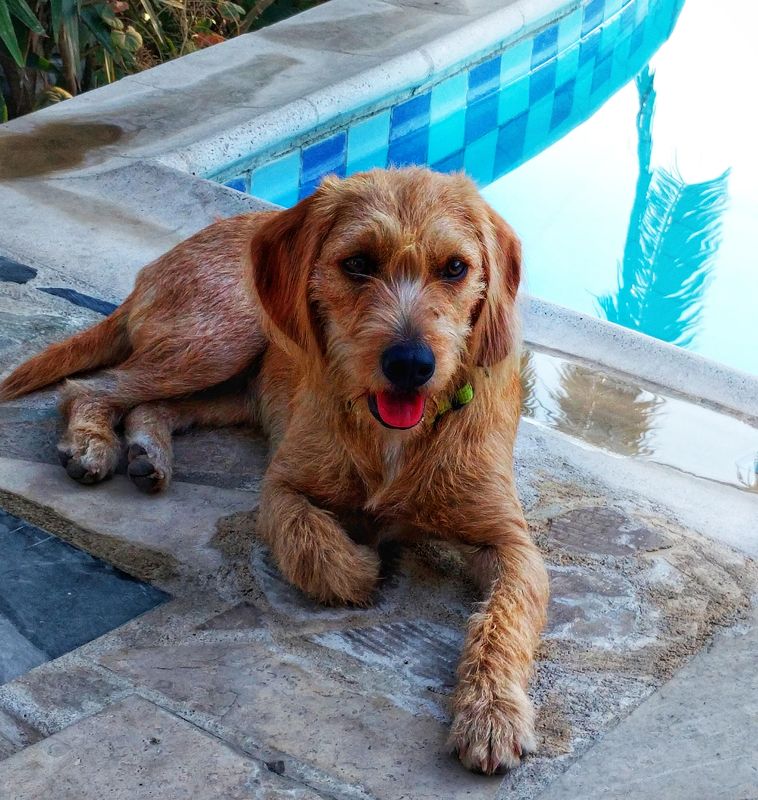 náš výborný psí kámoš od bazénu ze Sofie..