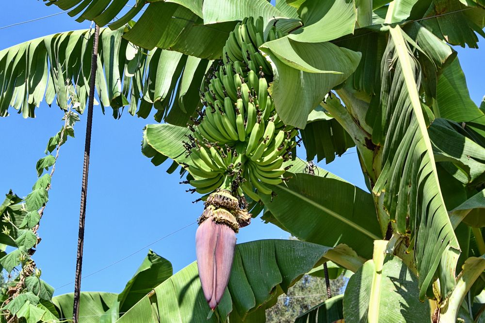 Jediným kazem na kráse této oblasti je množství fóliovníků, ale má to své důvody – banánům se tady prý velmi daří.