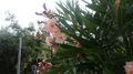 U parkoviště v Kioni krásně kvete lososový oleandr