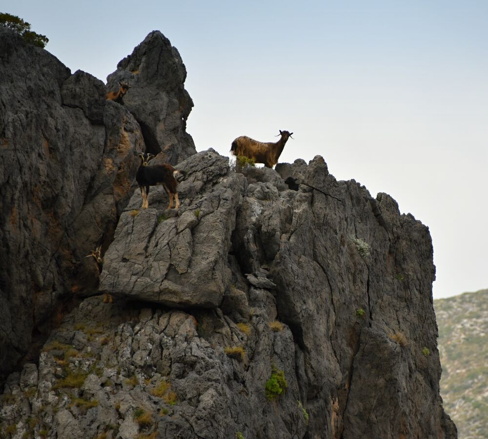 Už z diaľky počujeme mečanie. S úžasom pozeráme na obratné horské kozy poskakujúce na rozoklanej skale. Koľko ich tam vidíte?